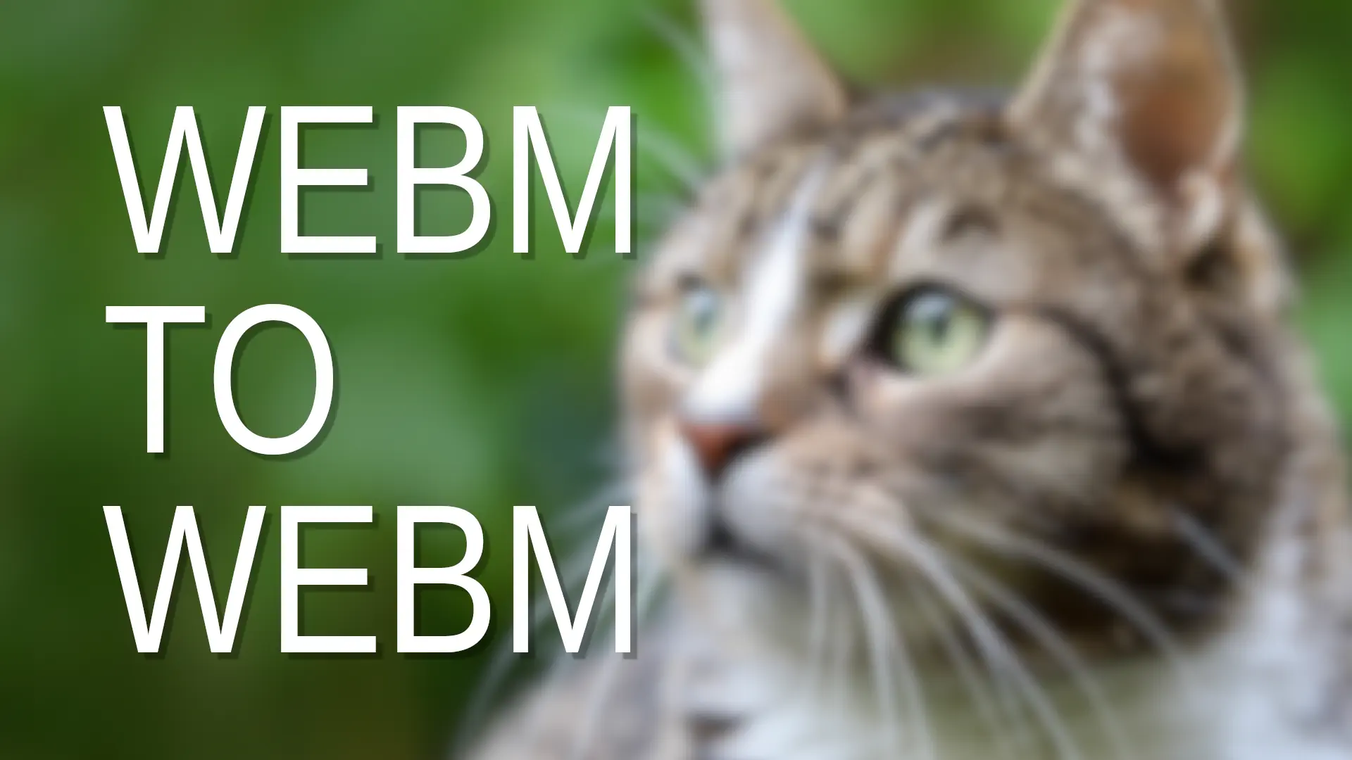 WEBM to WEBM